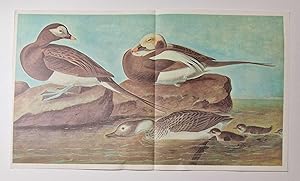 Old Squaw (1966 Colour Bird Print Reproduction)