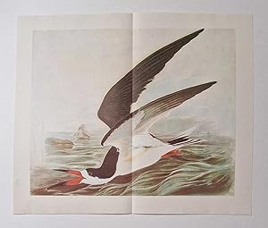 Black Skimmer (1966 Colour Bird Print Reproduction)
