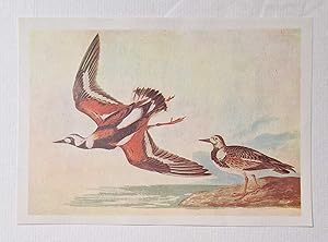 Ruddy Turnstone (1966 Colour Bird Print Reproduction)