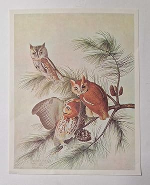Screech Owl (1966 Colour Bird Print Reproduction)