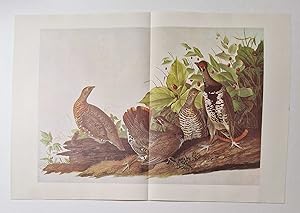 Spruce Grouse (1966 Colour Bird Print Reproduction)