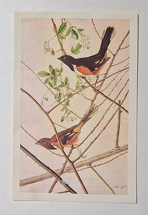 Rufous Sided Towhee (1966 Colour Bird Print Reproduction)