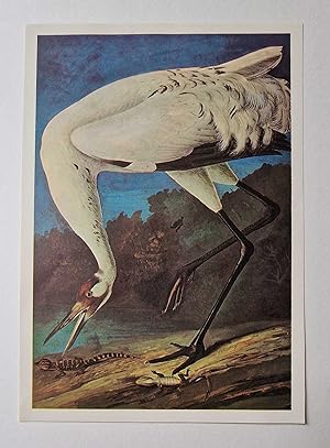 Whooping Crane (1966 Colour Bird Print Reproduction)