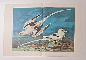 White Tailed Tropicbird (1966 Colour Bird Print Reproduction)
