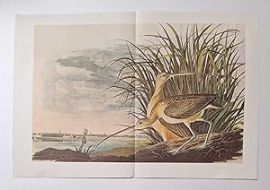 Long Billed Curlew (1966 Colour Bird Print Reproduction)