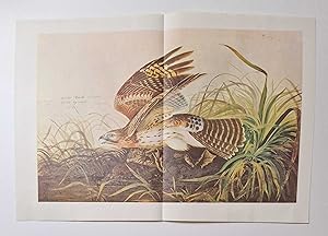 Red-Shouldered Hawk (1966 Colour Bird Print Reproduction)