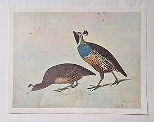 Seller image for California Quail (1966 Colour Bird Print Reproduction) for sale by Maynard & Bradley