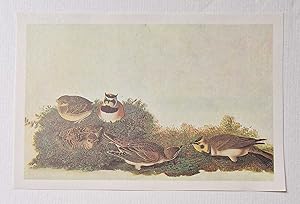 Seller image for Horned Quail (1966 Colour Bird Print Reproduction) for sale by Maynard & Bradley