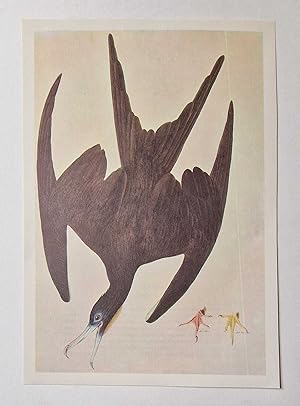 Magnificent Frigatebird (1966 Colour Bird Print Reproduction)