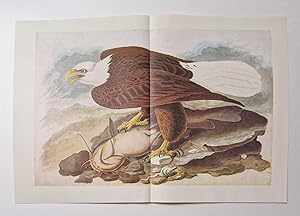 American Bald Eagle (1966 Colour Bird Print Reproduction)