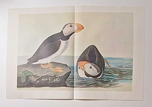 Horned Puffin (1966 Colour Bird Print Reproduction)
