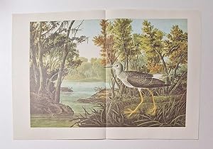 Lesser Yellowlegs (1966 Colour Bird Print Reproduction)