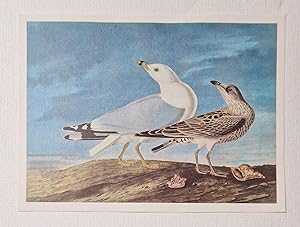 Ring Billed Gull (1966 Colour Bird Print Reproduction)
