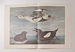 Black Guillemot (1966 Colour Bird Print Reproduction)