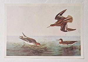 Seller image for Northern Phalarope (1966 Colour Bird Print Reproduction) for sale by Maynard & Bradley