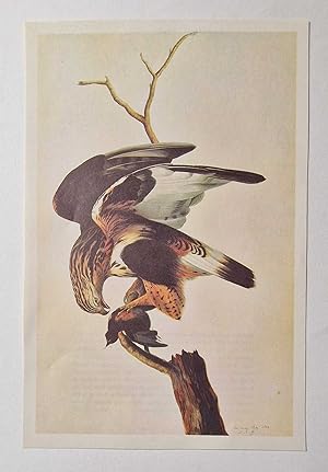 Roughlegged Hawk (1966 Colour Bird Print Reproduction)