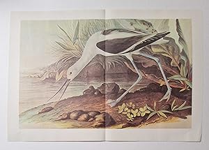 American Avocet (1966 Colour Bird Print Reproduction)