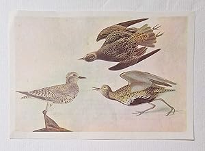 American Golden Plover (1966 Colour Bird Print Reproduction)