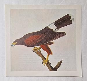 Harris Hawk (1966 Colour Bird Print Reproduction)