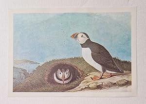 Common Puffin (1966 Colour Bird Print Reproduction)