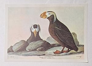 Tufted Puffin (1966 Colour Bird Print Reproduction)