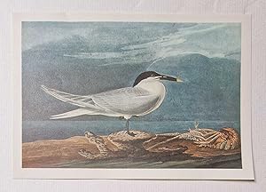 Sandwich Tern (1966 Colour Bird Print Reproduction)