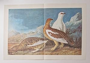Rock Ptarmigan (1966 Colour Bird Print Reproduction)