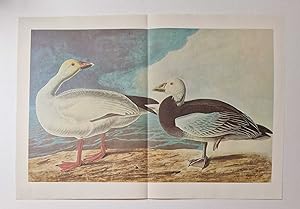 Blue Goose & Snow Goose (1966 Colour Bird Print Reproduction)
