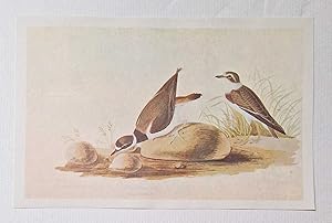 White Rumped Sandpiper (1966 Colour Bird Print Reproduction)