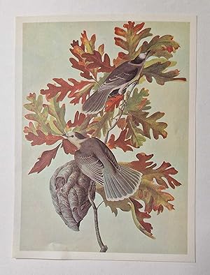 Gray Jay (1966 Colour Bird Print Reproduction)
