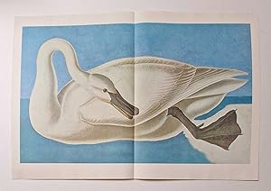 Trumpeter Swan (1966 Colour Bird Print Reproduction)