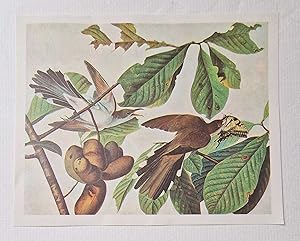 Yellow Billed Cuckoo (1966 Colour Bird Print Reproduction)