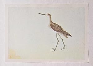 Greenshank (1966 Colour Bird Print Reproduction)