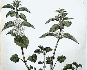 Antique Botanical Print LAMIUM ALBUM White Nettle Curtis Flora Londinensis 1777
