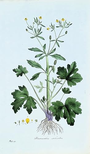 Antique Botanical Print RANUNCULUS BUTTERCUP Curtis Large Flora Londinensis 1777