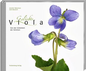 Geliebte Viola