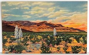 Bild des Verkufers fr Sacramento Mountains seen from U. S. Highway 54, East of Alamogordo, N. M. - Postcard zum Verkauf von Argyl Houser, Bookseller