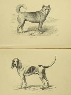 Imagen del vendedor de Le chien. Histoire, hygine, mdecine, vade-mecum de l'leveur et de l'amateur de chiens a la venta por Christophe He - Livres anciens