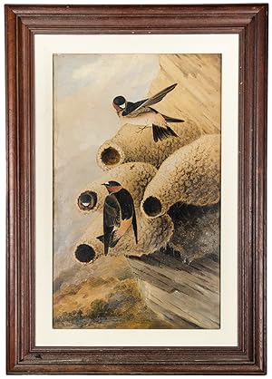 Seller image for Republican Cliff Swallow for sale by Donald A. Heald Rare Books (ABAA)