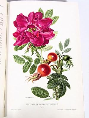 Image du vendeur pour Les plus belles roses au dbut du XXe sicle. mis en vente par Librairie l'Art et la Manire