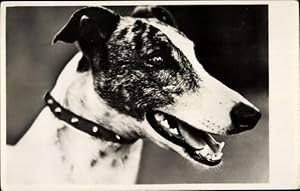 Ansichtskarte / Postkarte Windhund, Hundeportrait, Kopfstudie
