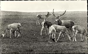 Ansichtskarte / Postkarte Hirsch und Rehe, Wiese