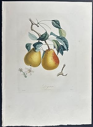 Seller image for Pear for sale by Trillium Antique Prints & Rare Books