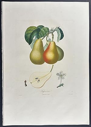 Seller image for Pear for sale by Trillium Antique Prints & Rare Books