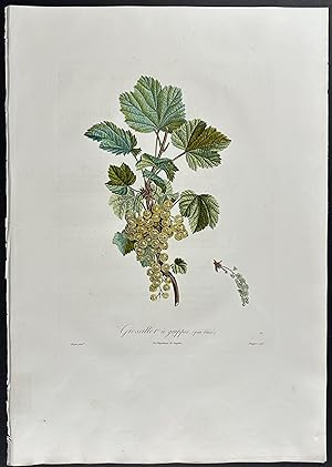 Seller image for Currant for sale by Trillium Antique Prints & Rare Books