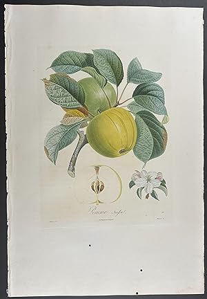 Seller image for Apple for sale by Trillium Antique Prints & Rare Books