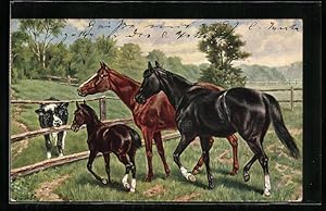 Bild des Verkufers fr Ansichtskarte Reitpferde mit Fohlen begegnen einem Kalb zum Verkauf von Bartko-Reher