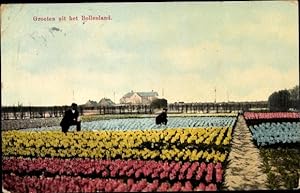 Ansichtskarte / Postkarte Bollenland Südholland, Blumenfelder, Tulpenfelder