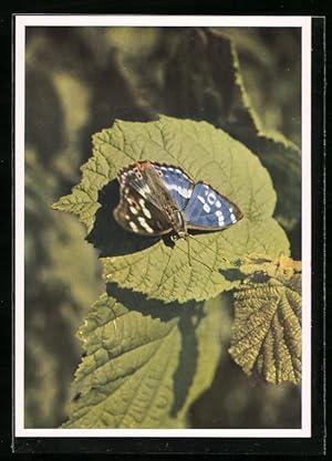 Imagen del vendedor de Ansichtskarte Schmetterling auf einem Blatt, Kleiner Schillerfalter, Apatura ilia a la venta por Bartko-Reher