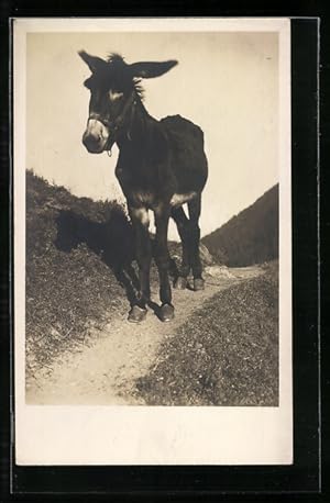 Bild des Verkufers fr Ansichtskarte Junger Esel auf einem Pfad in den Bergen zum Verkauf von Bartko-Reher